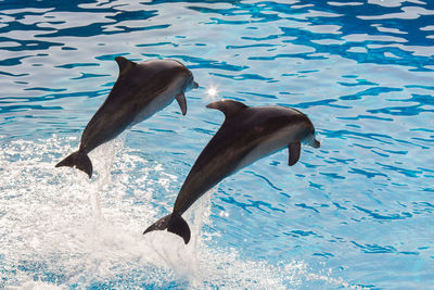 View of dolphins swimming in the sea