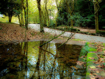 Reflection of trees in pond