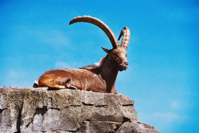 Low angle view of goat on rock against sky