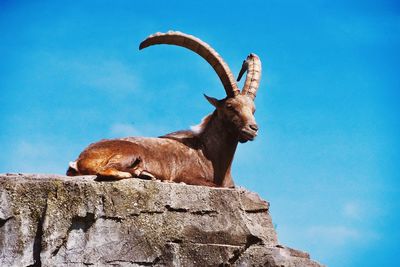 Low angle view of lizard on rock against sky