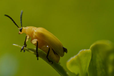 Close-up of snail on leaf