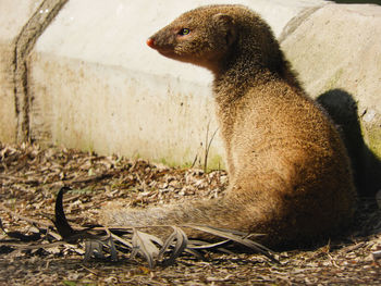 Side view of a mongoose on field