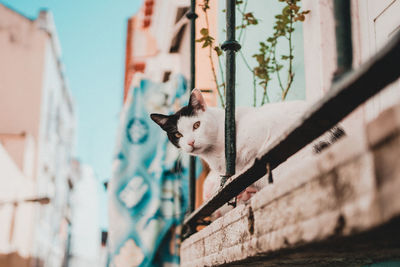 Cat looking away against wall