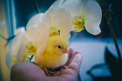 Close-up of a hand holding yellow flower