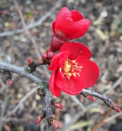 Close-up of red flower