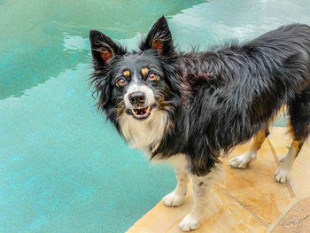 Portrait of dog at swimming pool