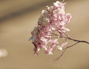 Close-up of cherry blossom tree