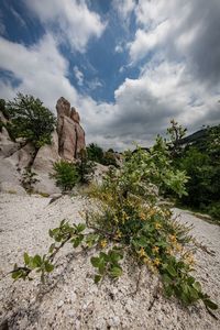 Plants growing on rock formation against sky