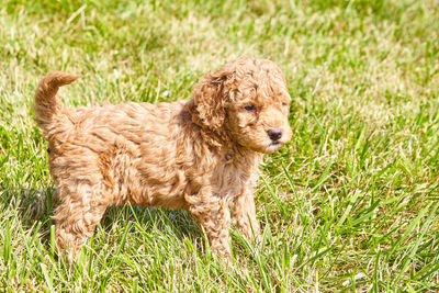 Portrait of a dog on field