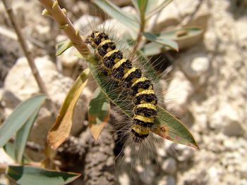 Close-up of insect on plant