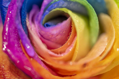 Close-up of wet rose flower