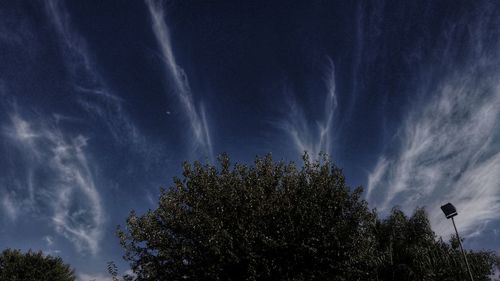 Low angle view of trees against sky