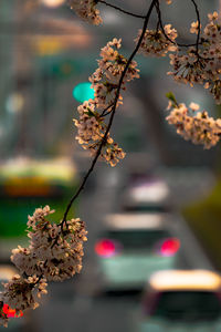 Close-up of cherry blossom tree