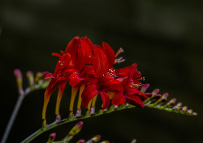 Close-up of red flowers blooming outdoors