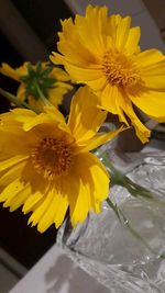 Close-up of yellow flowers