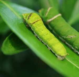 Close-up of green leaves on plant