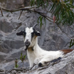 Portrait of a goat