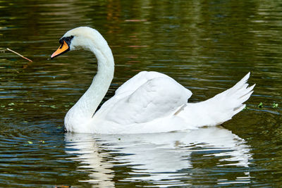 Swan swimming in lake