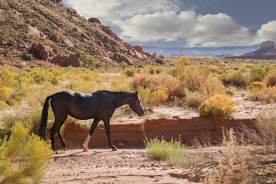 Close-up of a dog against sky