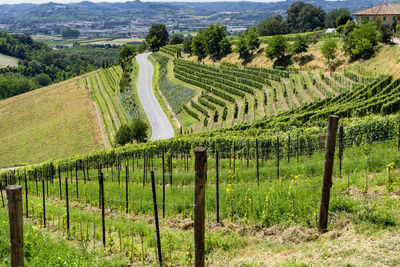 Scenic view of vineyard