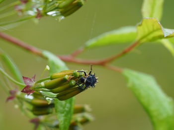 Close-up of insect on flower