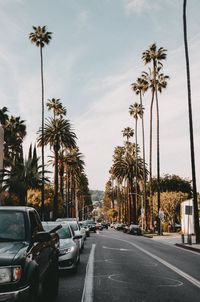 Street amidst palm trees in city against sky