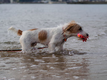 View of dog standing in water with toy
