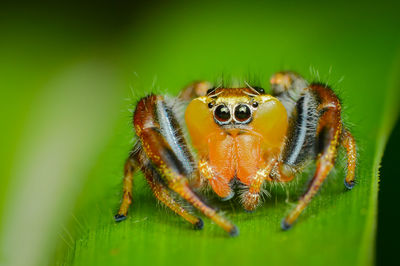 Close-up of spider