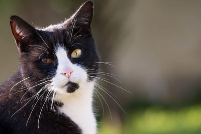 Close-up of cat looking at camera 