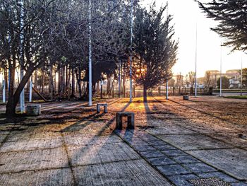 Trees in city against sky