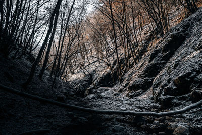 Bare trees in forest