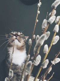 Close-up of cat and twig