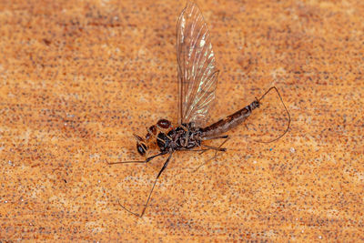 Close-up of fly