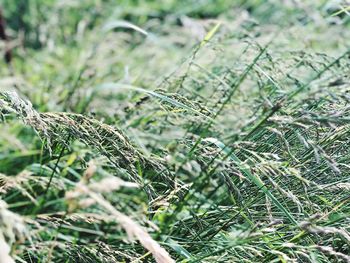 Close-up of plant growing on field