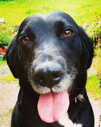 Close-up portrait of black dog