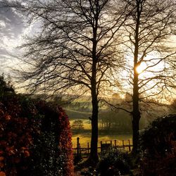 Trees against dramatic sky