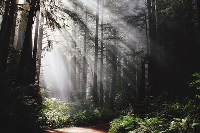 Trees in forest