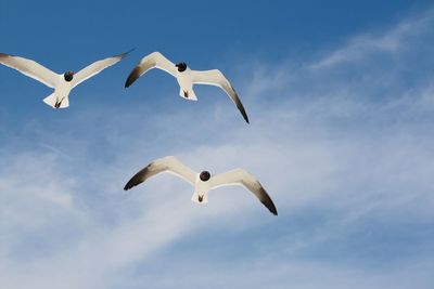 Low angle view of bird flying against sky