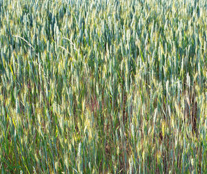 Full frame shot of crops on field