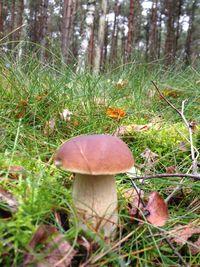 Close-up of mushroom growing in forest
