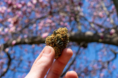 Close-up of hand holding plant against blurred background