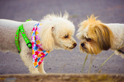 Close-up of a dog