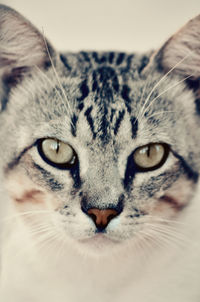 Close-up portrait of cat