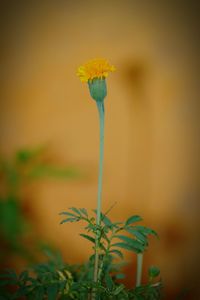 Close-up of yellow flowers