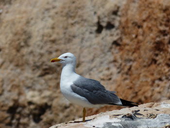 Close-up of seagull perching on rock