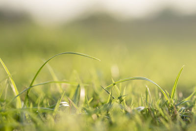 Close-up of grass on field