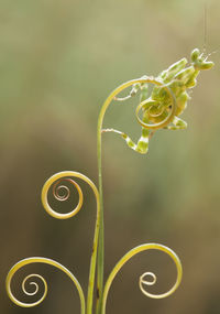 Close-up of spiral plant