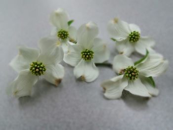 Close-up of white flowers