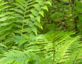 Close-up of fern leaves