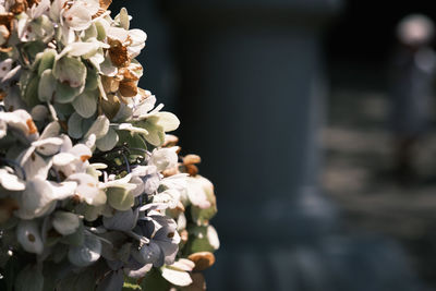 Close-up of white flowering plant